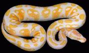 striped, reticulated and lavender python